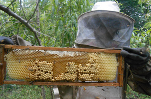 巣は蜂の蜜蝋から蜂が作っている