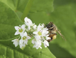 花にとまっているハチ