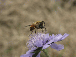 花粉をとるハチ