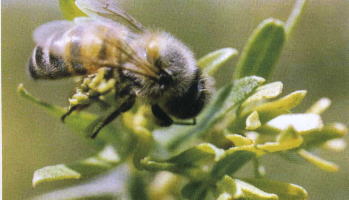 アレクリンに留まるミツバチ