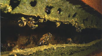 巣箱の隙間のプロポリス