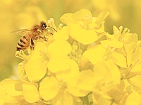 蜜蜂がつくるプロポリス